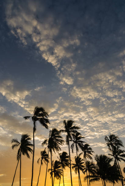 istock Silhouettes of coconut trees at sunset with blue and orange sky 1412376847