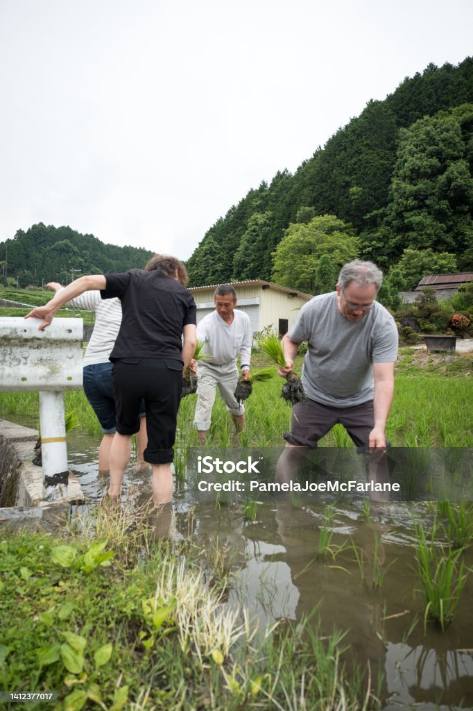 Japanese Farmer Passing Rice Seedlings to Visiting Multiracial Family Mature Japanese woman and young Eurasian tourist planting rice at homestay in a small rural village, Nara Prefecture, Japan Active Seniors Stock Photo