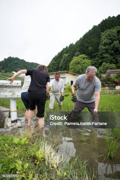 Japanese Farmer Passing Rice Seedlings To Visiting Multiracial Family Stock Photo - Download Image Now