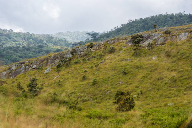 istock Horton Plains national park, Sri Lanka 1412377132