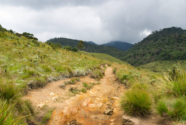 istock Horton Plains national park, Sri Lanka 1412377216