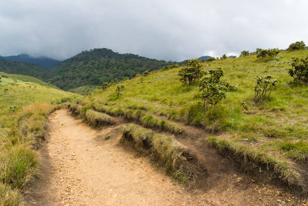 istock Horton Plains national park, Sri Lanka 1412377231