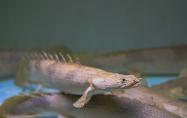 Endlicheri in Captivity Endlicheri close up giant snakehead stock pictures, royalty-free photos & images