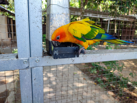 A Parkit bird or Conure bird is eating his food.