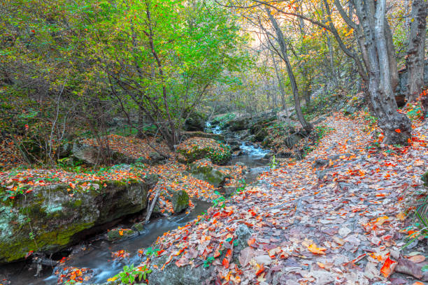 istock Creek in the autumn forest 1412378472