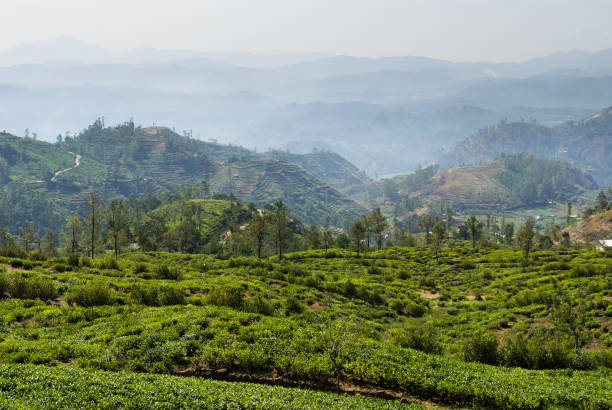 istock Tea plantation, Nuwara Eliya, Sri Lanka 1412378779