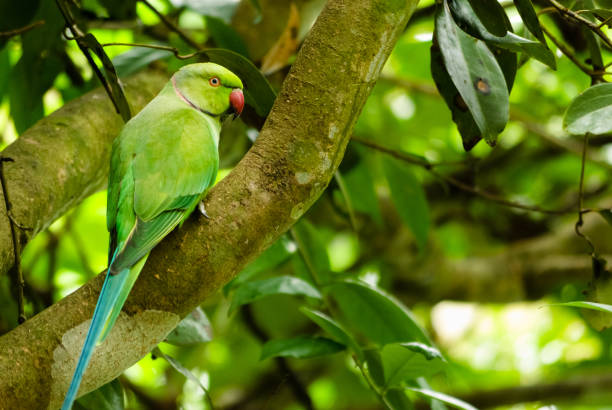 istock Green parrot with red beak native to Sri Lanka 1412379501
