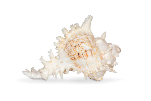 Image of natural large conch shell kirin snail thousands on a white background. Undersea Animals. Sea shells. stock photo