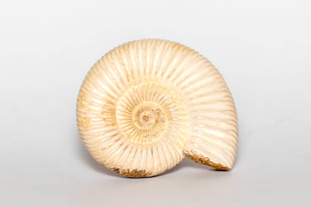 istock Image of ammonite on a white background. Fossil. Sea shells. 1412380091