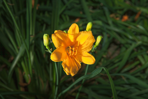 Yellow flowers garden background