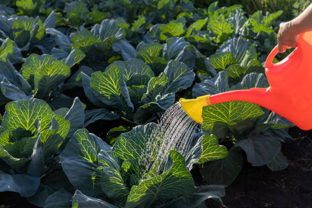 istock woman watering cabbage from a watering can 1412381489