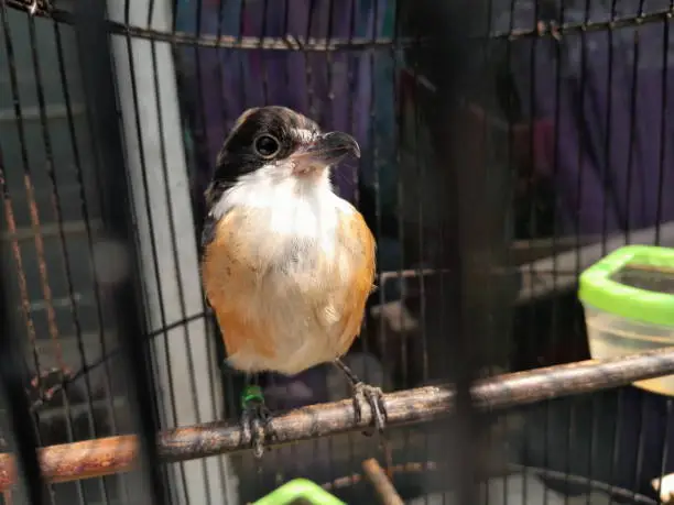 The Long-tailed Shrike in a cage, as a pet