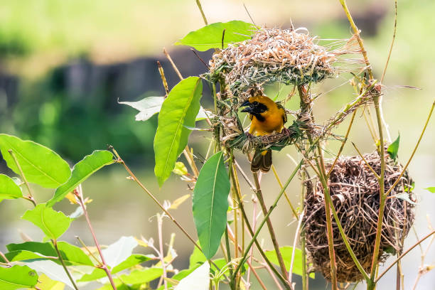 istock Yellow Weaver bird building nest on branch tree. 1412383695