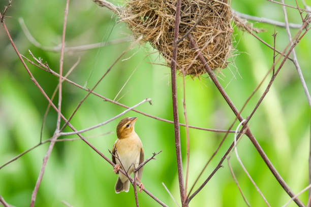 istock Yellow Weaver bird building nest on branch tree. 1412383714