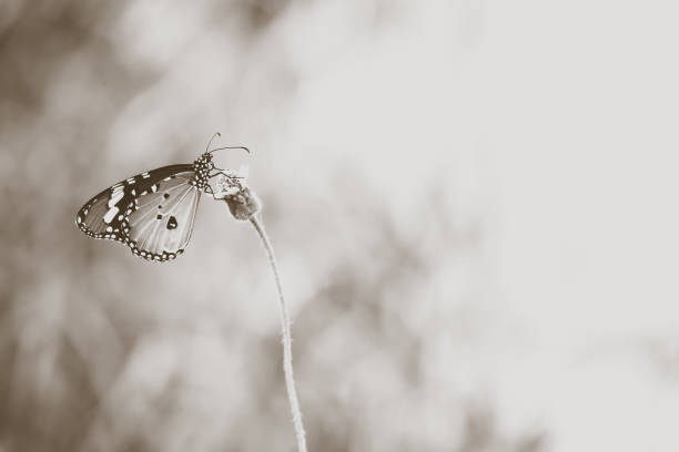 Animals/Wildlife, Parks/Outdoor, vintage blurred background
