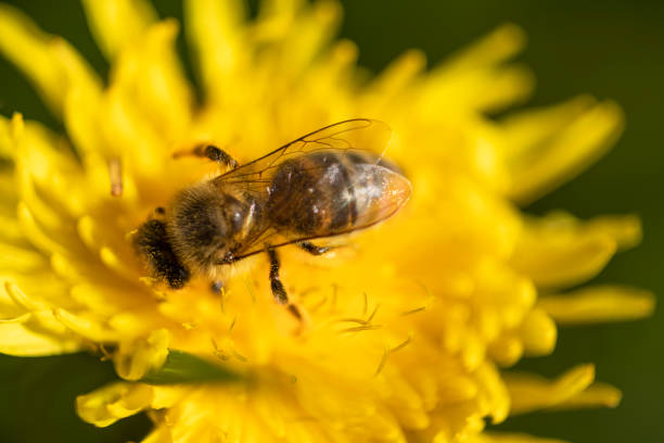 istock honey bee gathering pollen from a dandelion 1412385131