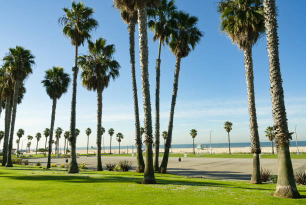 alberi sulla spiaggia di venice, california, usa - santa monica beach california house foto e immagini stock