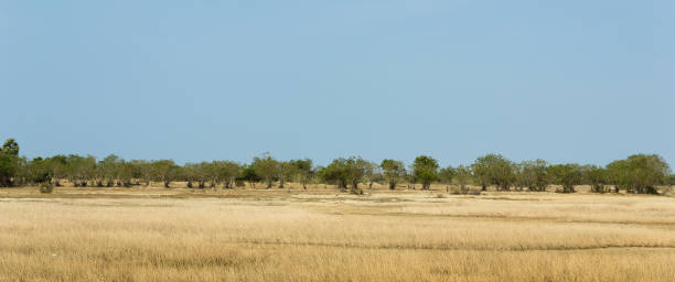 suchy płaski tropikalny krajobraz w elephant pass, sri lanka - dry landscape panoramic grass zdjęcia i obrazy z banku zdjęć