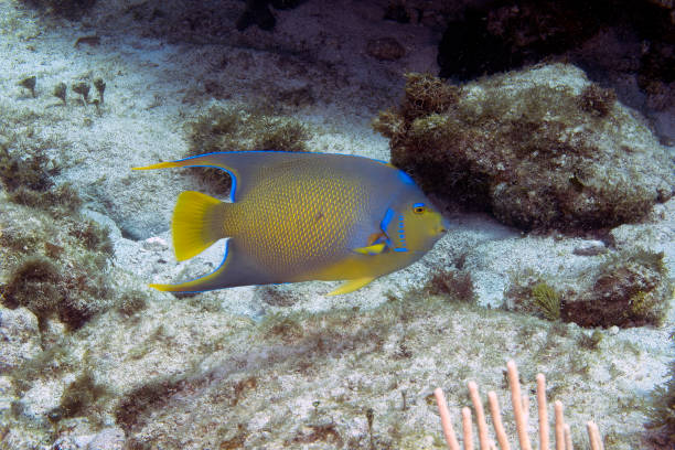 istock A Queen Angelfish (Holacanthus ciliaris) in Cozumel, Mexico 1412386456