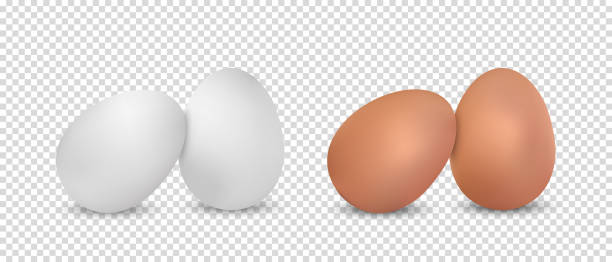 ilustrações de stock, clip art, desenhos animados e ícones de chicken eggs - white and brown realistic vector illustrations isolated on transparent background - white background brown animal egg ellipse