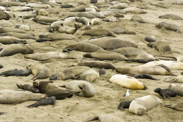 seeelefantenkolonie vom elephant seal vista point, kalifornien aus gesehen - coastline big sur california pacific ocean stock-fotos und bilder