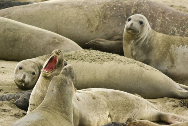 seeelefantenkolonie vom elephant seal vista point, kalifornien aus gesehen - coastline big sur california pacific ocean stock-fotos und bilder