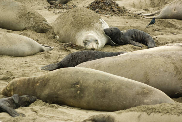 seeelefantenkolonie vom elephant seal vista point, kalifornien aus gesehen - coastline big sur california pacific ocean stock-fotos und bilder