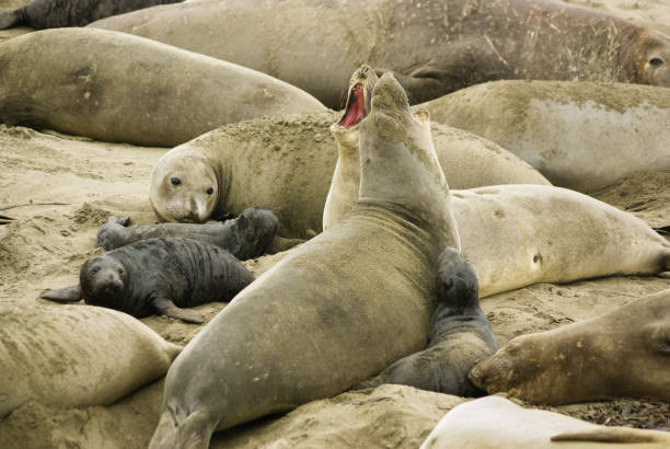 seeelefantenkolonie vom elephant seal vista point, kalifornien aus gesehen - coastline big sur california pacific ocean stock-fotos und bilder