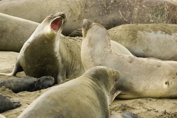 seeelefantenkolonie vom elephant seal vista point, kalifornien aus gesehen - coastline big sur california pacific ocean stock-fotos und bilder