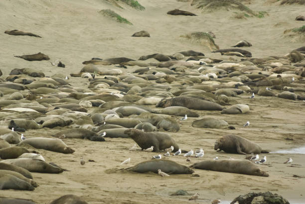seeelefantenkolonie vom elephant seal vista point, kalifornien aus gesehen - coastline big sur california pacific ocean stock-fotos und bilder