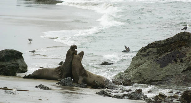 zwei kämpfende männliche seeelefanten, elephant seal vista point, kalifornien - coastline big sur california pacific ocean stock-fotos und bilder