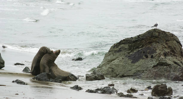 zwei kämpfende männliche seeelefanten, elephant seal vista point, kalifornien - coastline big sur california pacific ocean stock-fotos und bilder