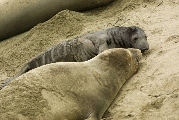 seeelefantenkolonie vom elephant seal vista point, kalifornien aus gesehen - coastline big sur california pacific ocean stock-fotos und bilder