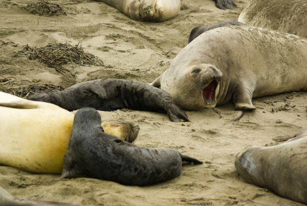 seeelefantenkolonie vom elephant seal vista point, kalifornien aus gesehen - coastline big sur california pacific ocean stock-fotos und bilder