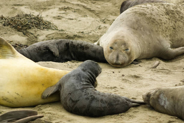 seeelefantenkolonie vom elephant seal vista point, kalifornien aus gesehen - coastline big sur california pacific ocean stock-fotos und bilder