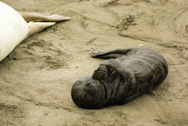 seeelefantenkolonie vom elephant seal vista point, kalifornien aus gesehen - coastline big sur california pacific ocean stock-fotos und bilder