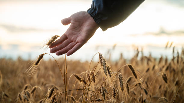 Touching ear of wheat growing in golden field stock photo