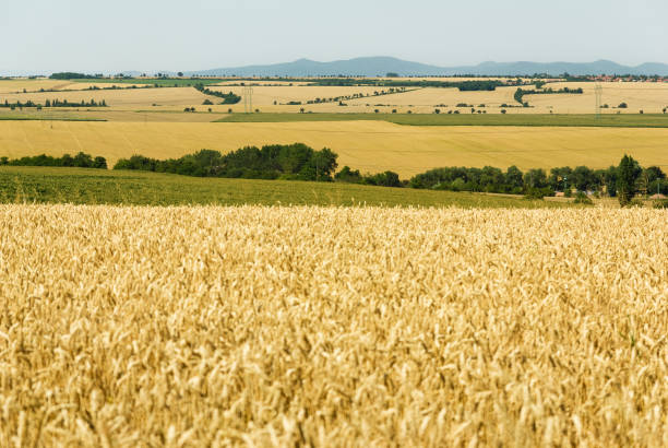 istock Wheat filed in summer, Czech Republic 1412389871