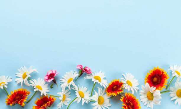 istock Chamomile garden flowers on blue background 1412391097