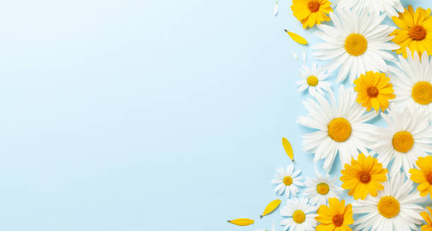 istock Chamomile garden flowers on blue background 1412391117