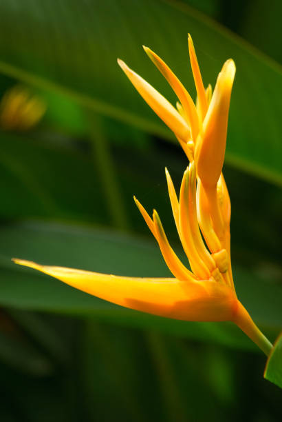 istock Heliconia psittacorum, yellow tropical flower 1412391705