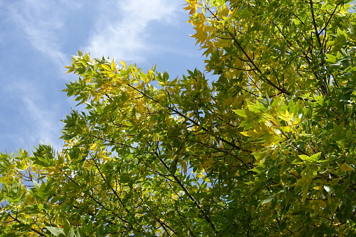 Green and yellow autumnal foliage of Fraxinus pennsylvanica  against the sky in October