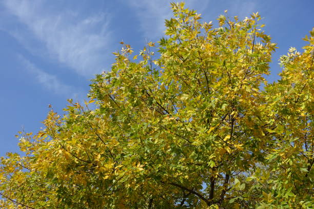 lime green and yellow autumnal foliage of fraxinus pennsylvanica  against blue sky in mid october - lime leaf imagens e fotografias de stock