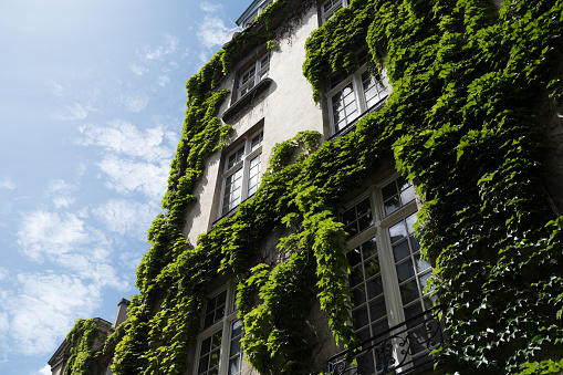 Building with green plants on fasade in street of Paris, France.