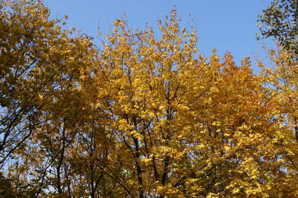 istock Norway maple trees with autumnal foliage against blue sky in October 1412392920