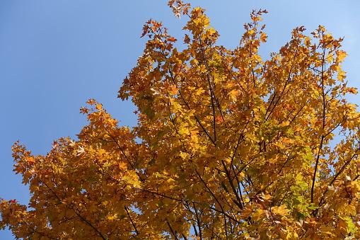 Sky and branches of maple with autumnal foliage in October