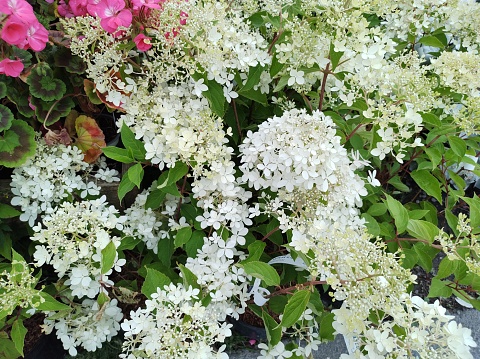 Beautidul blooming hydrangea bushes