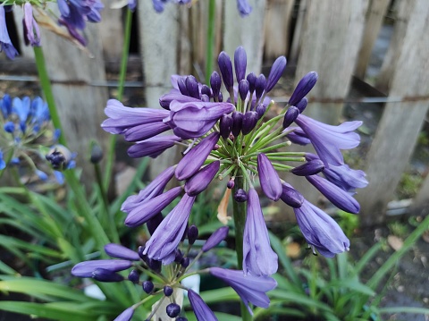 Umbel of rich purple, tubular flowers of Agapanthus 'Poppin' Purple'