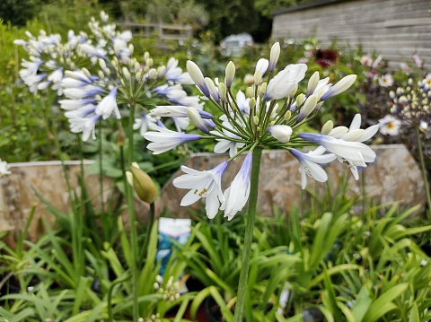 Umbels of white and purple-blue flowers of Agapanthus 'Twister'