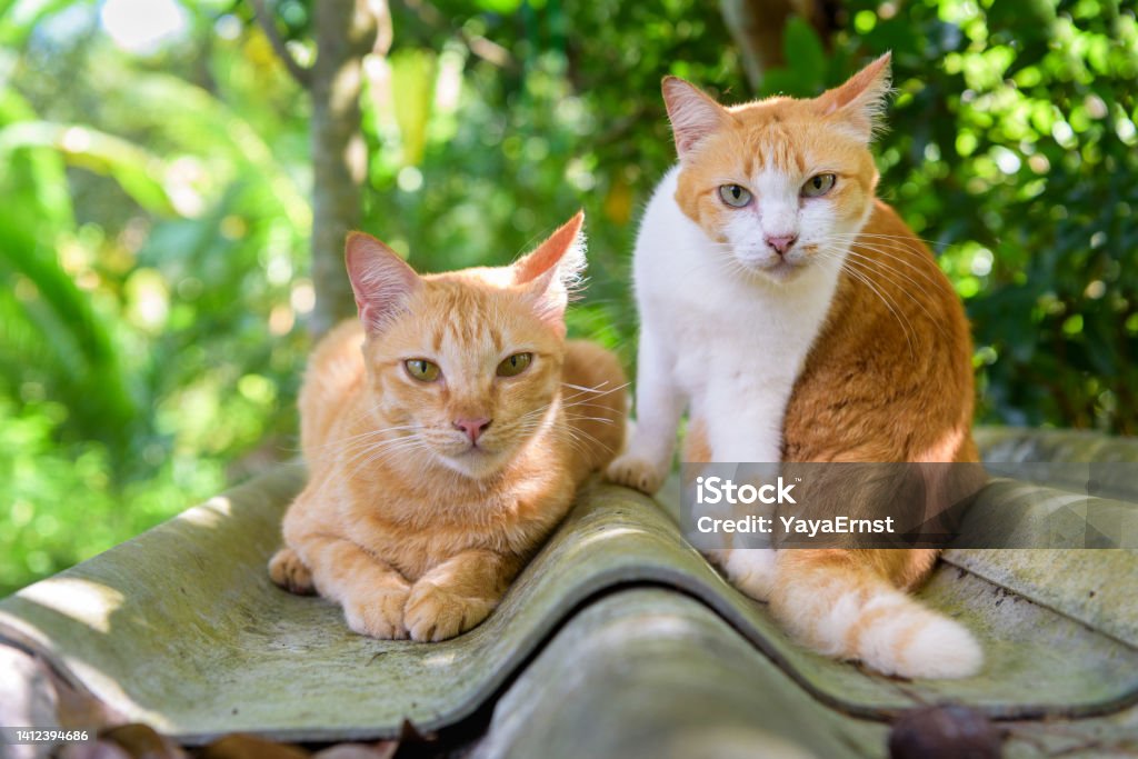 Kucing Ras Sedang Dua Kucing Kucing Sedang Duduk Di Atap Lanskap Pedesaan Foto Stok ...